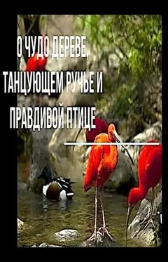О чудо-дереве, танцующем ручье и правдивой птице