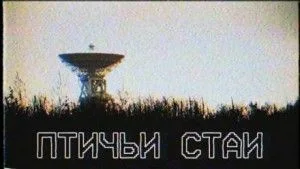 Птичьи стаи